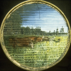 Cows-in-field
